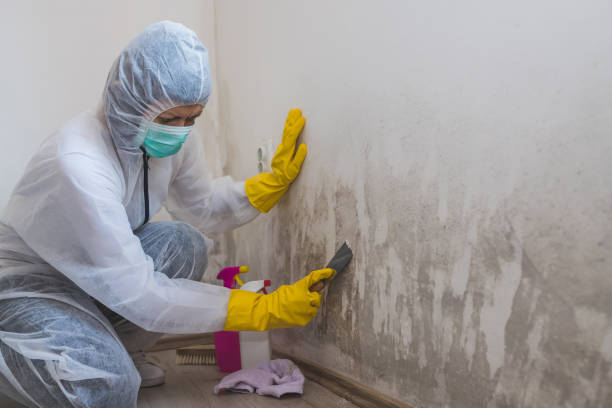 Best Residential Mold Remediation in Meadowlakes, TX