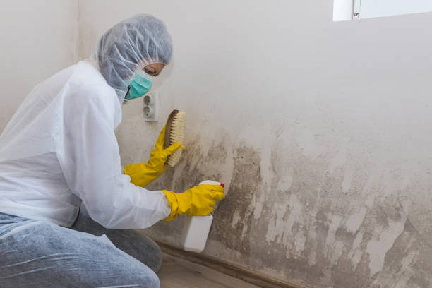 Best White Mold Remediation in Meadowlakes, TX