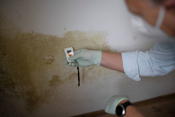 Best Commercial Mold Remediation in Meadowlakes, TX