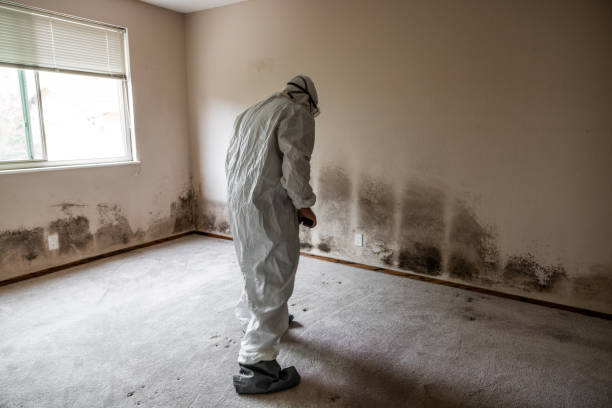 Best Kitchen Mold Remediation in Meadowlakes, TX